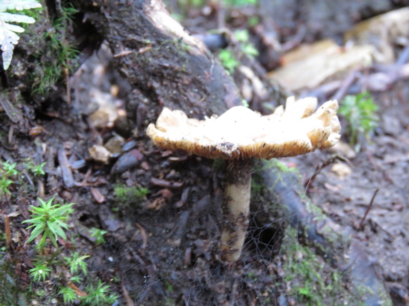 大菩薩嶺登山