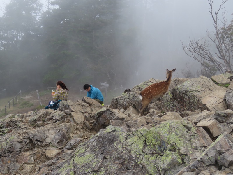 大菩薩嶺登山