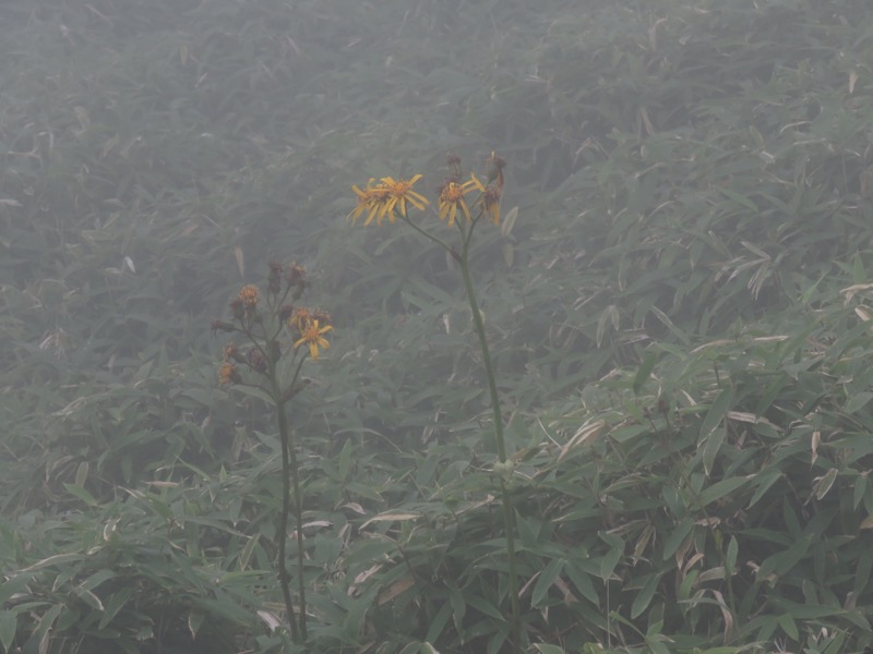 大菩薩嶺登山