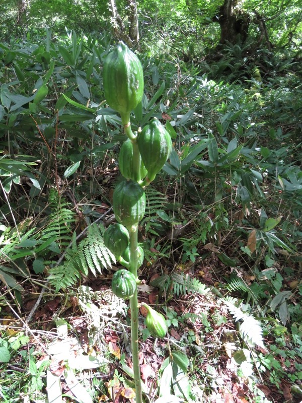 燧ヶ岳登山