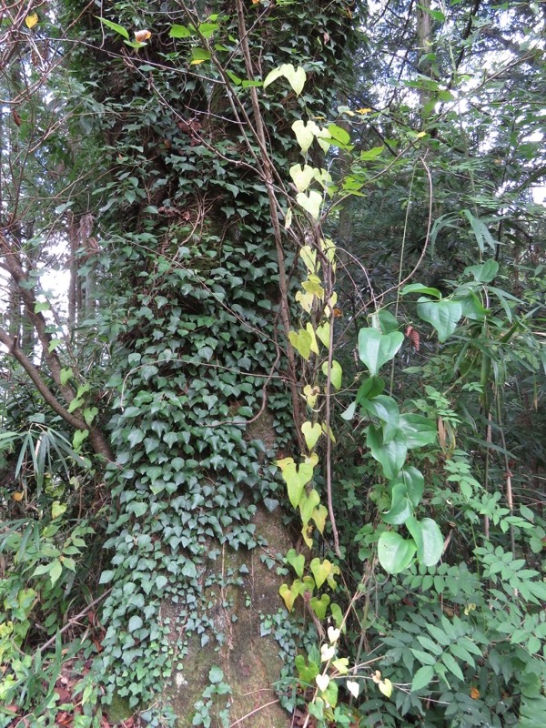 戸神山登山