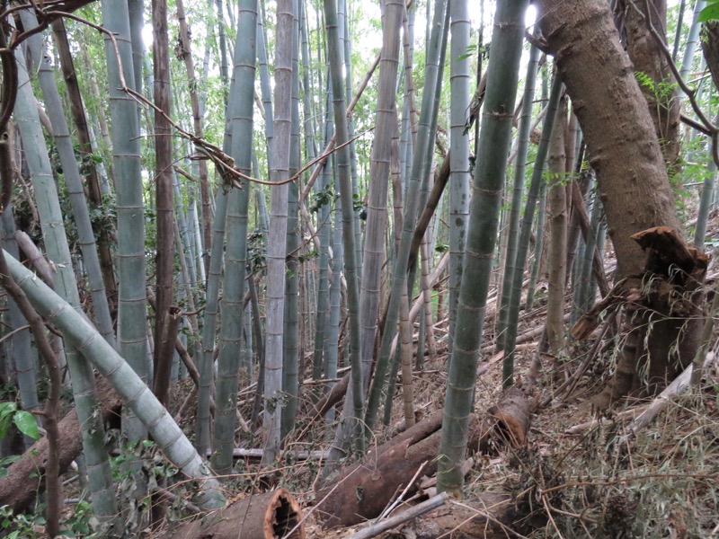 三峰山〜鷹取山登山