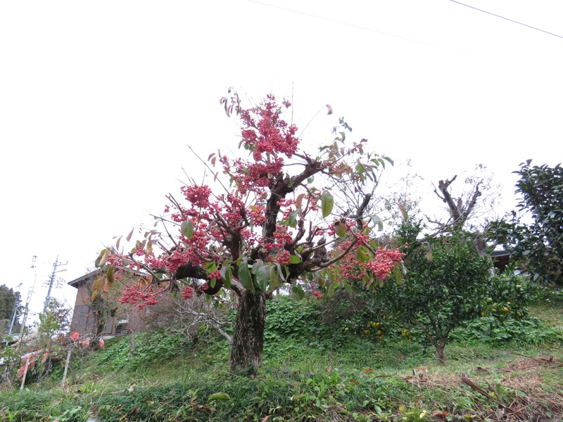 大福山登山