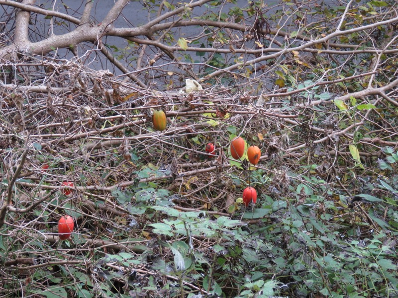 大福山登山