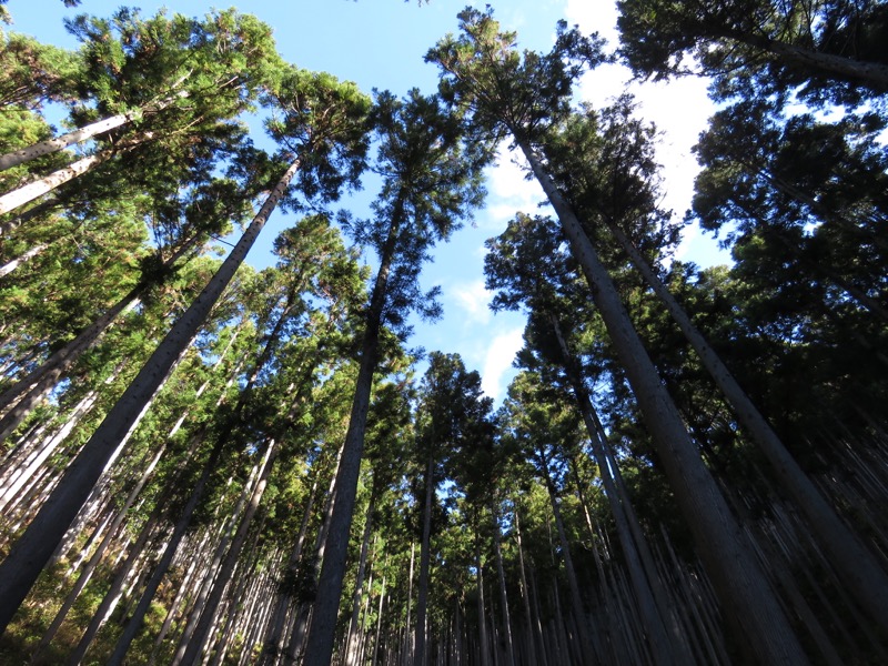 笹尾根〜陣馬山