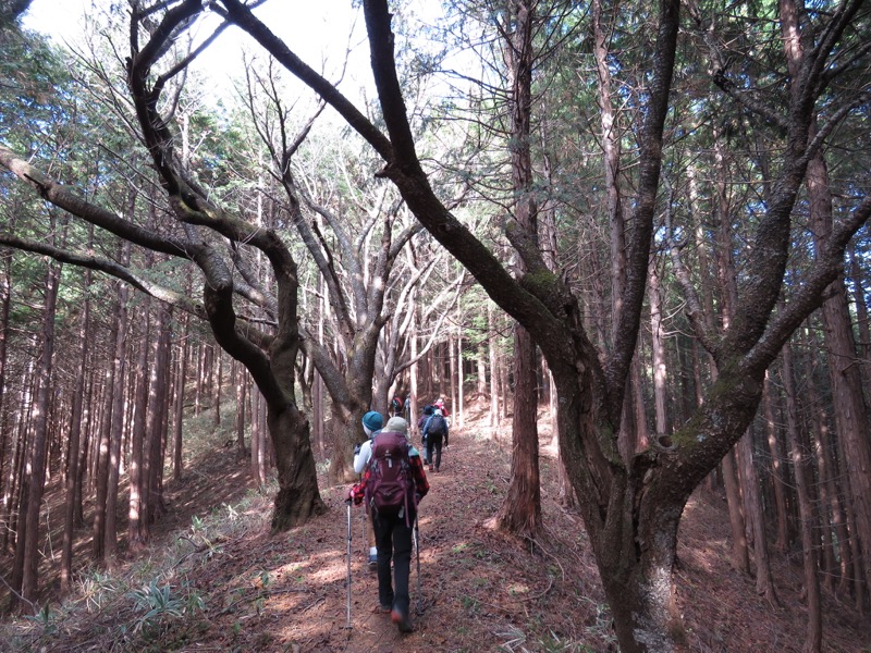 笹尾根〜陣馬山