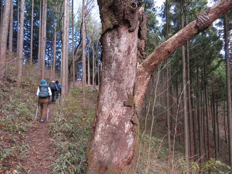 笹尾根〜陣馬山