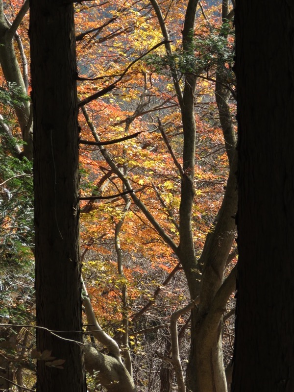 笹尾根〜陣馬山