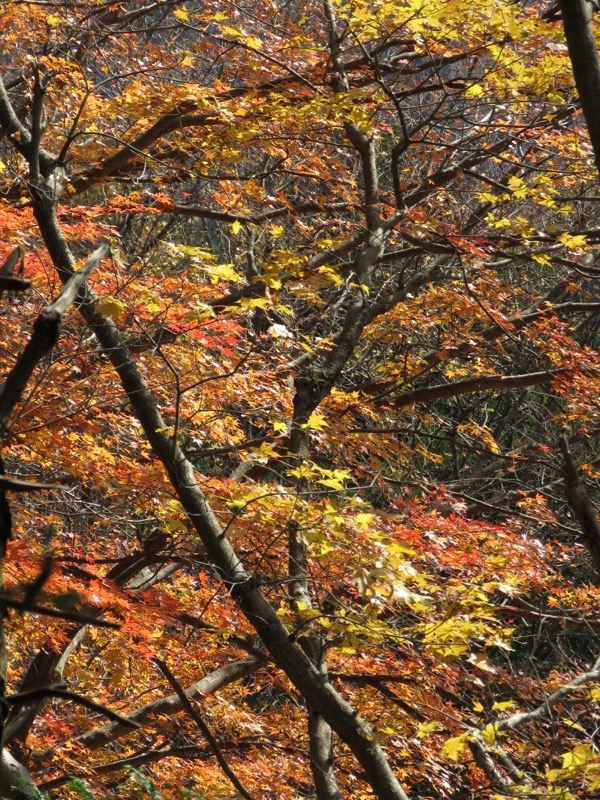 笹尾根〜陣馬山