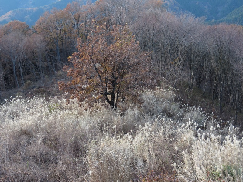 笹尾根〜陣馬山