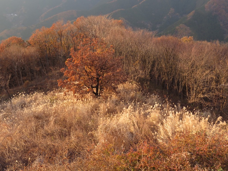 笹尾根〜陣馬山