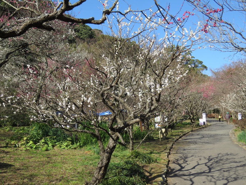 十国峠（日金山）