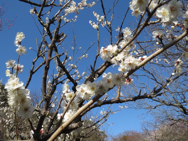 十国峠（日金山）