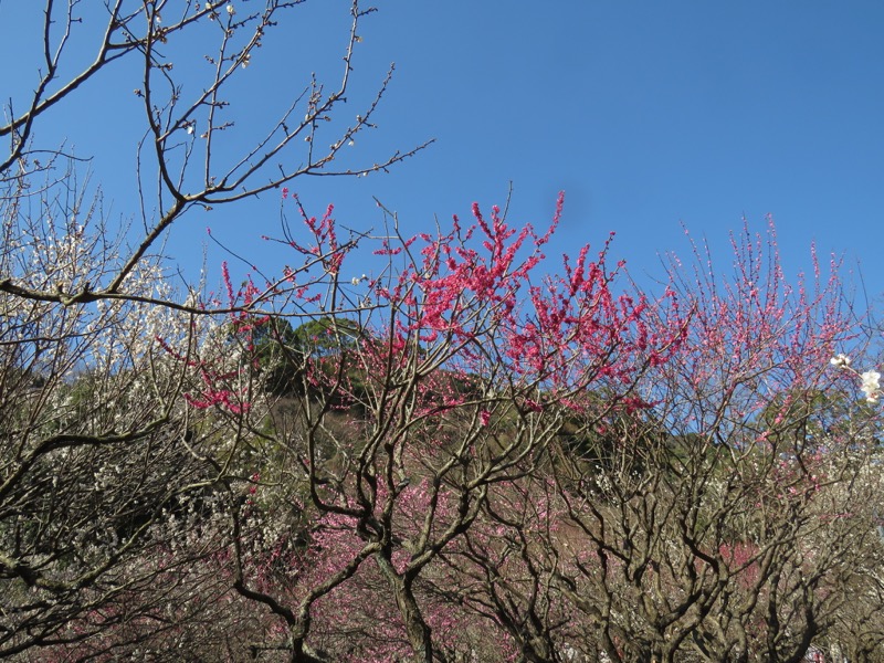 十国峠（日金山）