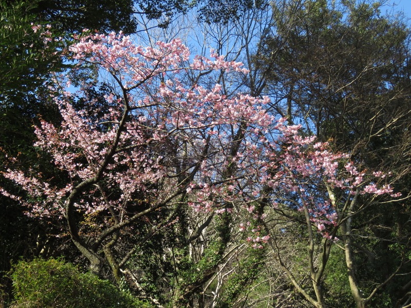 十国峠（日金山）