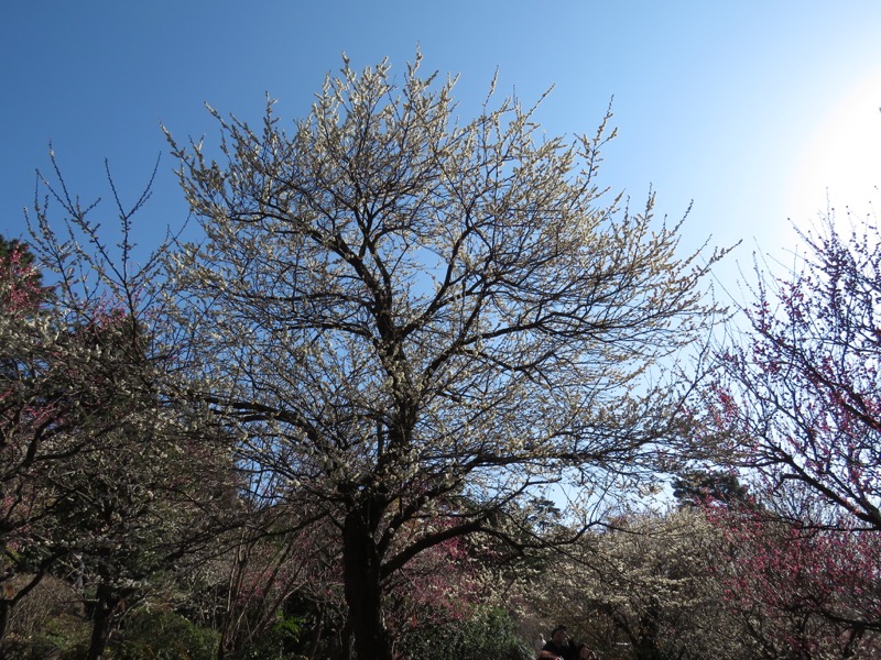 十国峠（日金山）