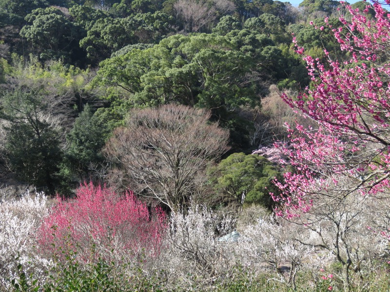 十国峠（日金山）