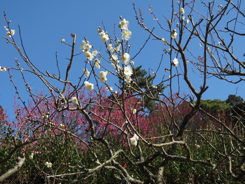 十国峠（日金山）
