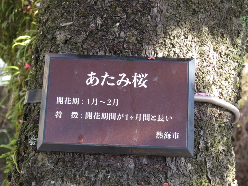 十国峠（日金山）
