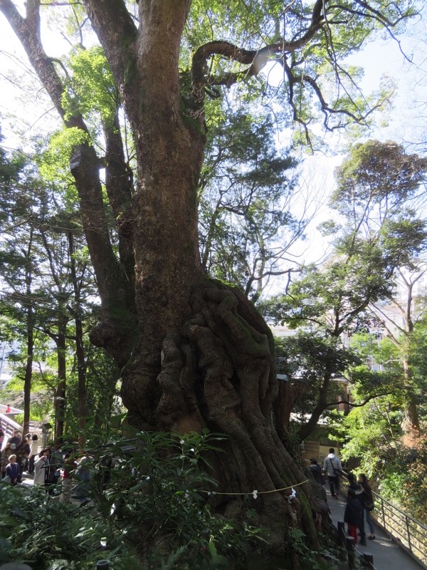 十国峠（日金山）