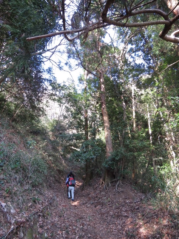 十国峠（日金山）