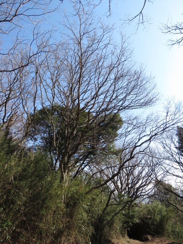 十国峠（日金山）