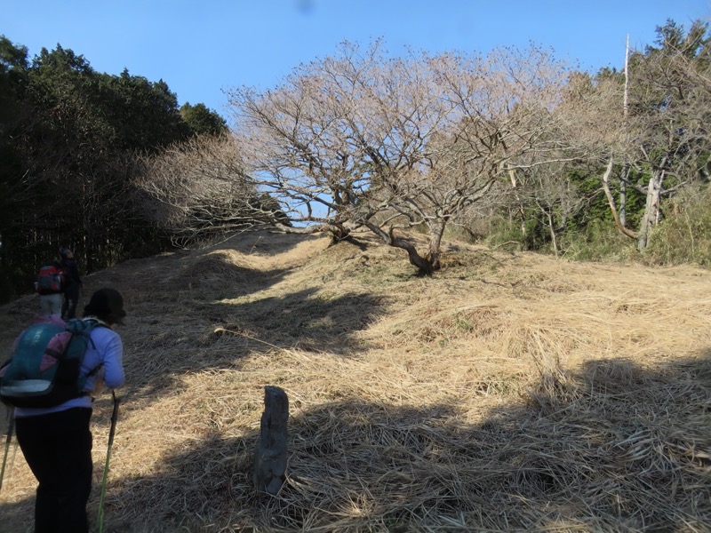 十国峠（日金山）