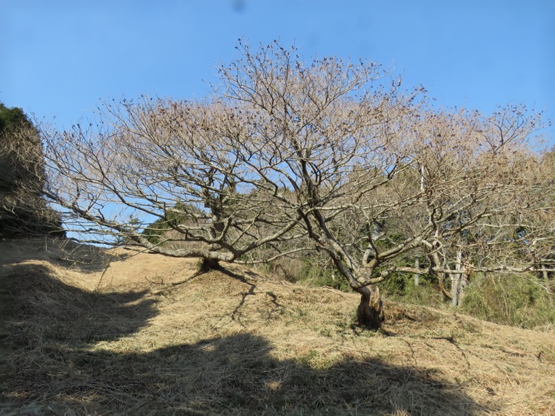 十国峠（日金山）