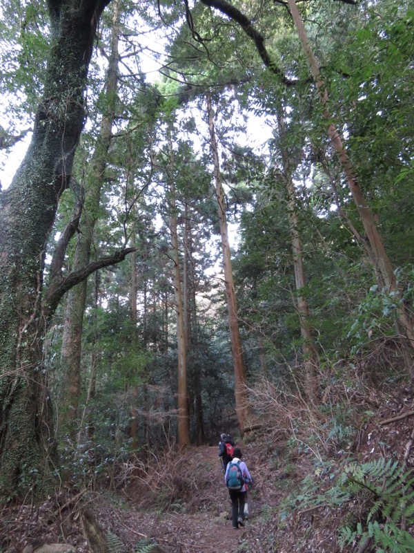 十国峠（日金山）
