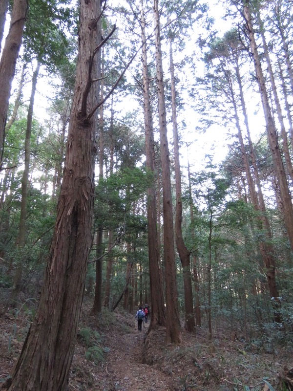 十国峠（日金山）