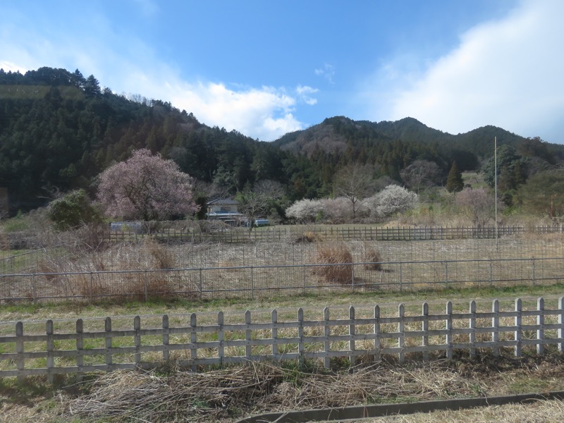 越生梅林＆顔振峠