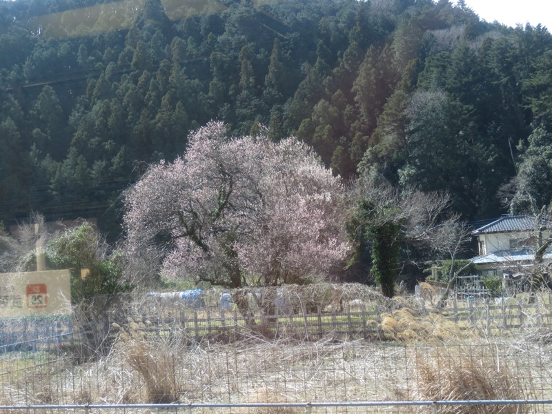 越生梅林＆顔振峠