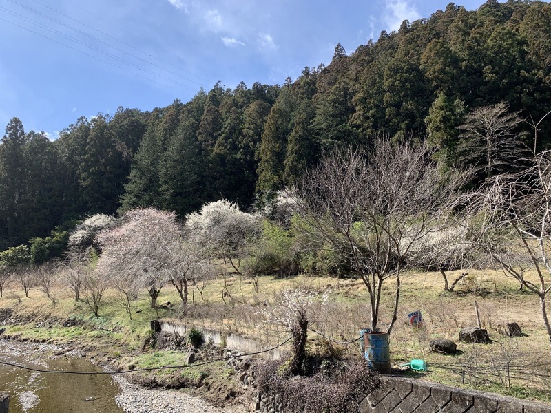 越生梅林＆顔振峠