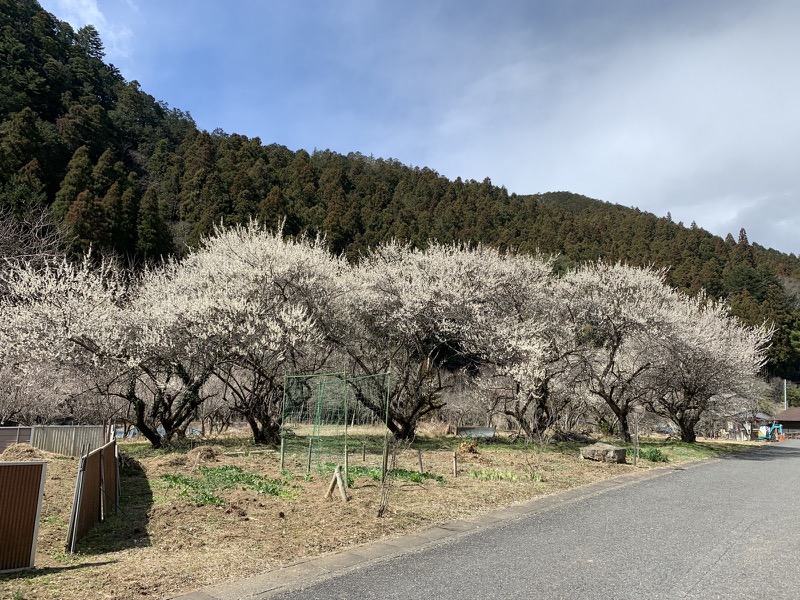 越生梅林＆顔振峠