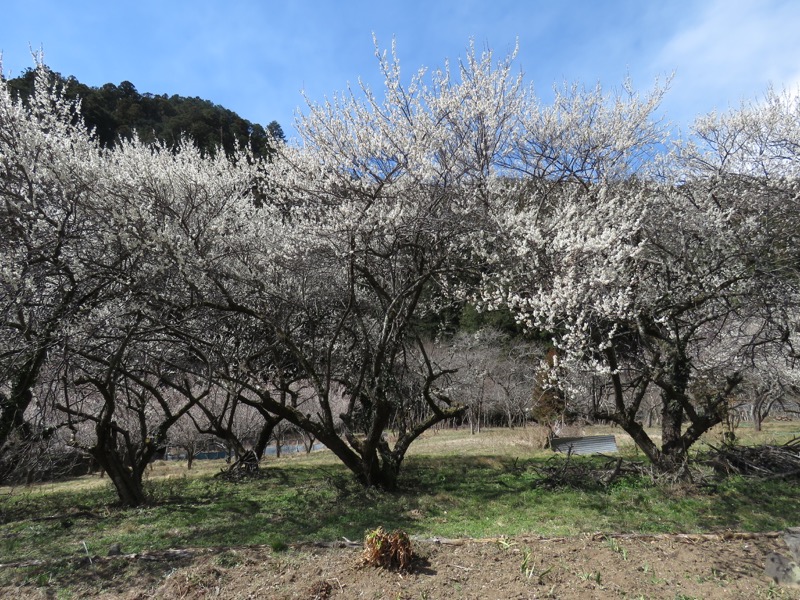 越生梅林＆顔振峠