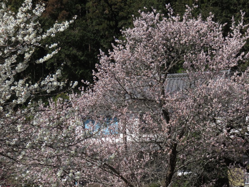 越生梅林＆顔振峠