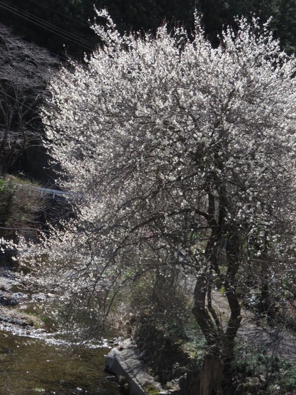 越生梅林＆顔振峠