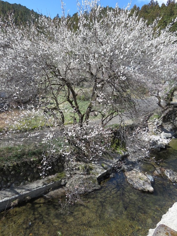 越生梅林＆顔振峠