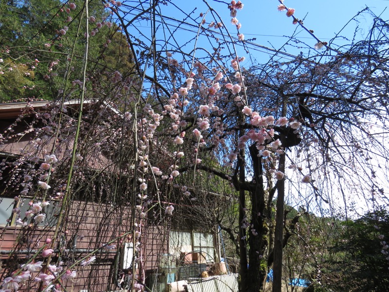 越生梅林＆顔振峠