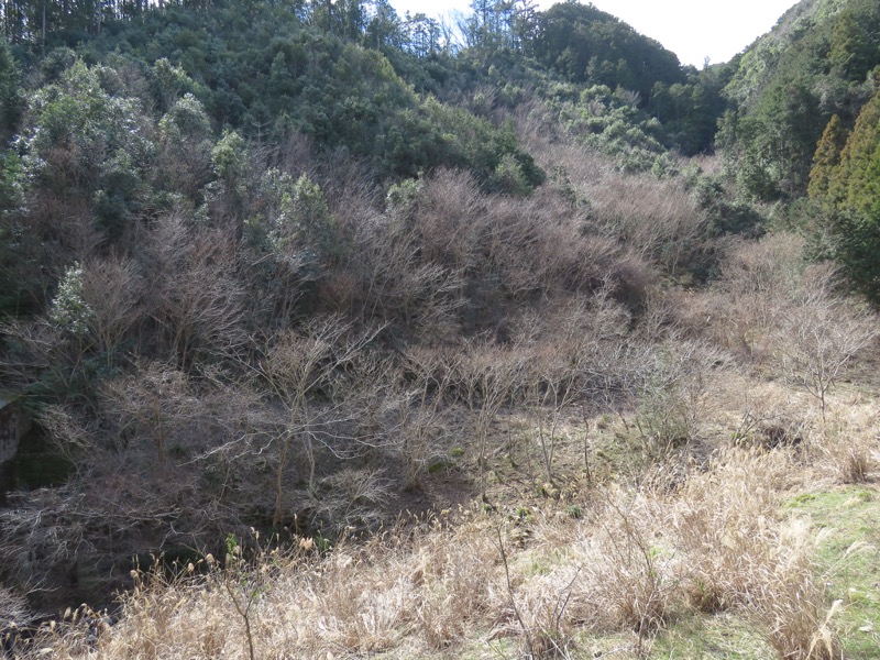 越生梅林＆顔振峠