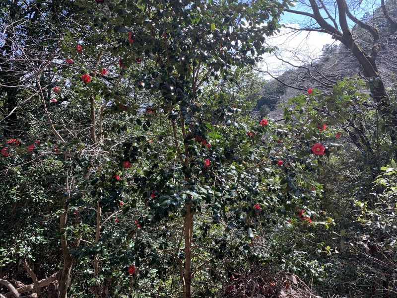 越生梅林＆顔振峠