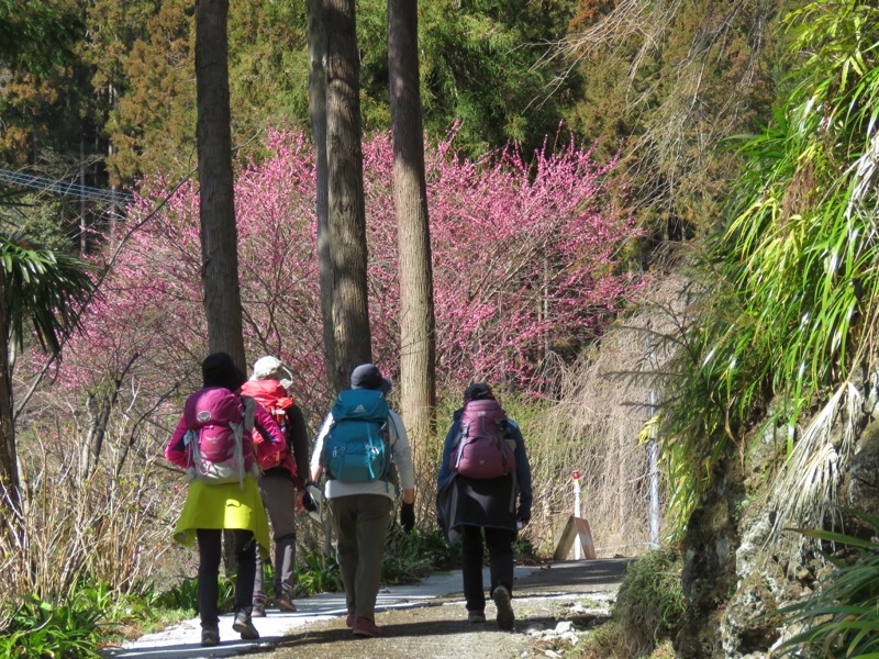 越生梅林＆顔振峠