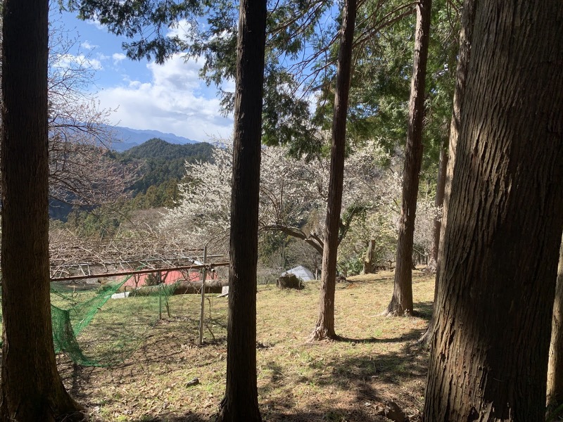 越生梅林＆顔振峠