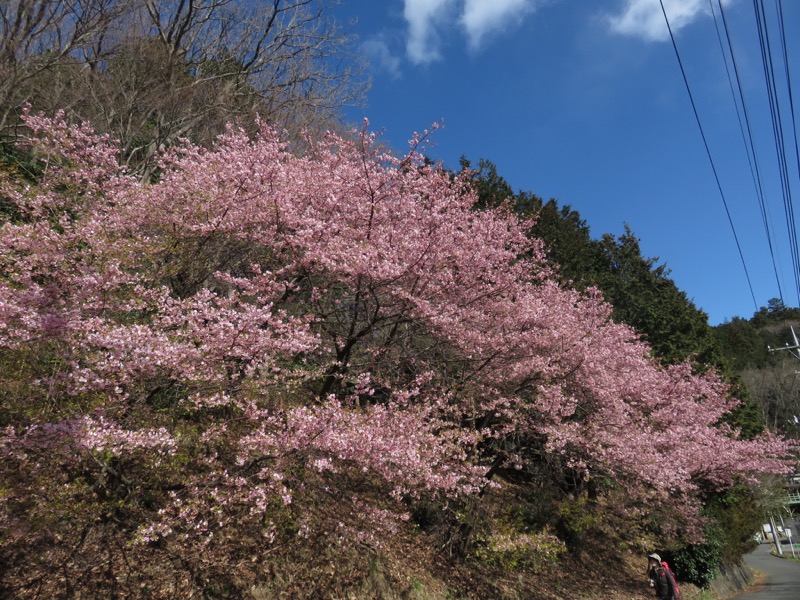 越生梅林＆顔振峠