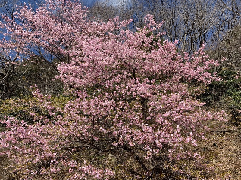 越生梅林＆顔振峠