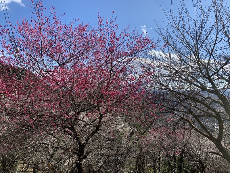 越生梅林＆顔振峠