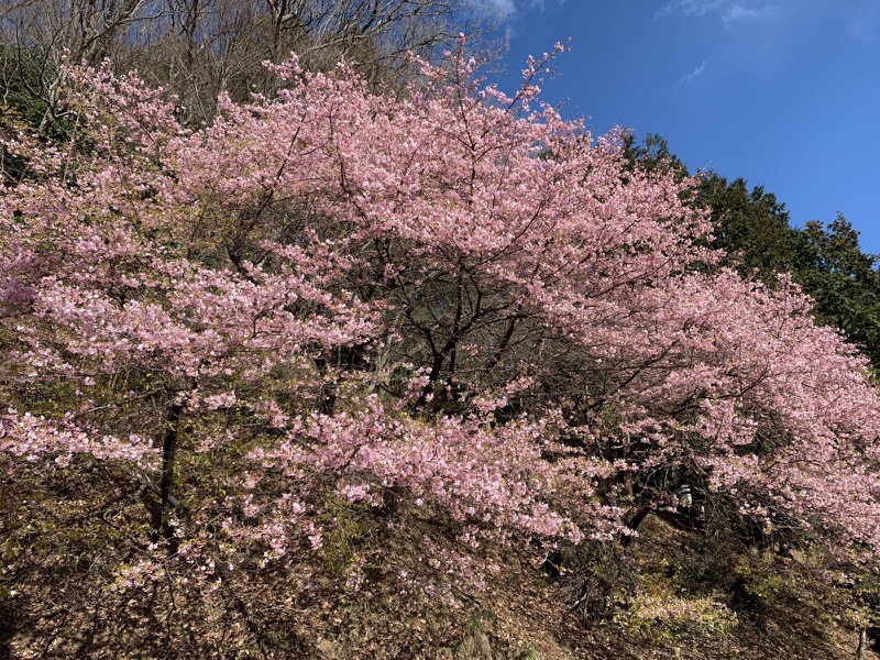 越生梅林＆顔振峠