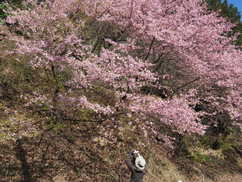 越生梅林＆顔振峠