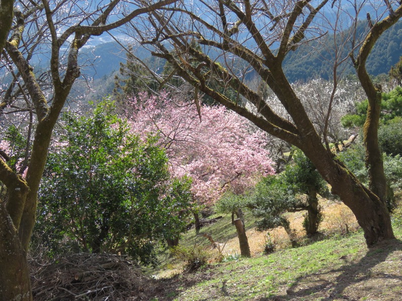 越生梅林＆顔振峠