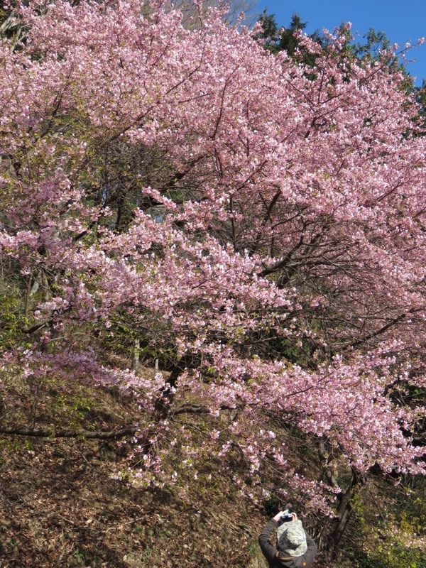 越生梅林＆顔振峠